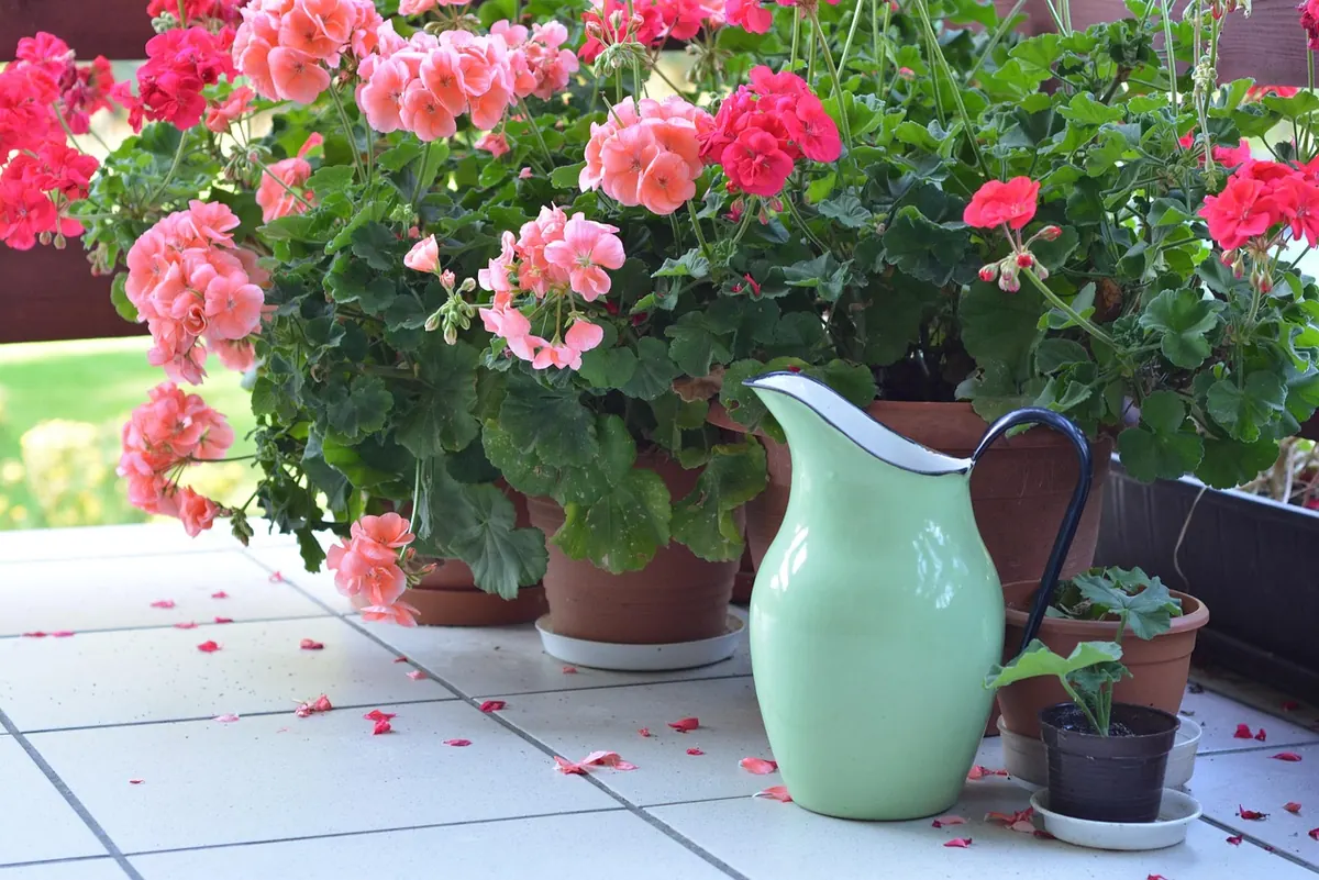 Balcony Garden Watering Guide for Renters with No Outdoor Tap