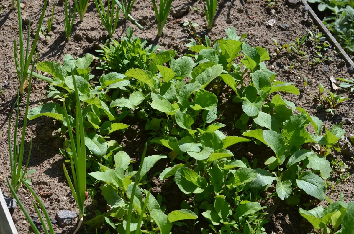 Raised Beds vs. Containers for Terrace Vegetable Gardening